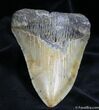 Inch NC Megalodon Tooth #1165-1